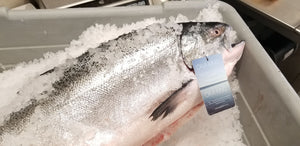 King Salmon, Ōra (priced per lb.)